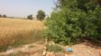 Land for sale.for farm house & agriculture