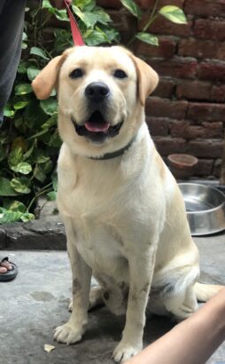 PEDIGREE LABRADOR FOR STUD ONLY