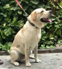 PEDIGREE LABRADOR FOR STUD ONLY