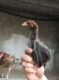 ASEEL CHICKS PURE BLOODLINE AVAILABLE FOR SALE AND BOOKING