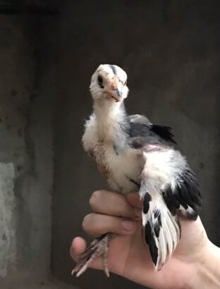 ASEEL CHICKS PURE BLOODLINE AVAILABLE FOR SALE AND BOOKING