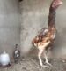 ASEEL CHICKS PURE BLOODLINE AVAILABLE FOR SALE AND BOOKING