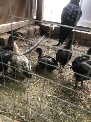 ASEEL CHICKS PURE BLOODLINE AVAILABLE FOR SALE AND BOOKING