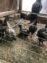 ASEEL CHICKS PURE BLOODLINE AVAILABLE FOR SALE AND BOOKING