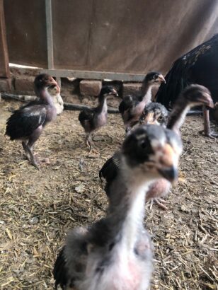 ASEEL CHICKS PURE BLOODLINE AVAILABLE FOR SALE AND BOOKING