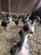 ASEEL CHICKS PURE BLOODLINE AVAILABLE FOR SALE AND BOOKING
