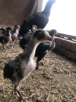 ASEEL CHICKS PURE BLOODLINE AVAILABLE FOR SALE AND BOOKING