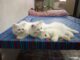 Kitten sale cats argent