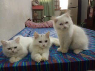Kitten sale cats argent