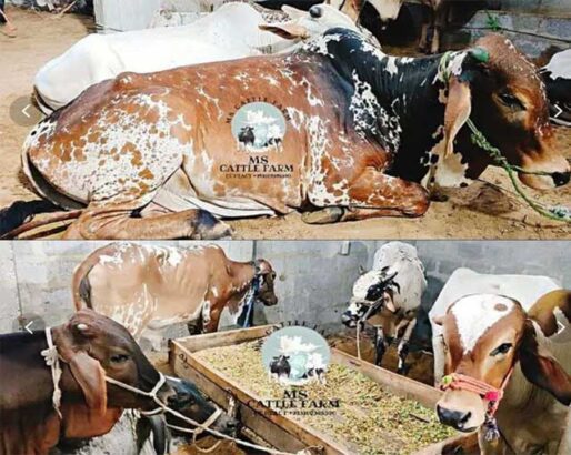 QURBANI ,Bachra / Bull / Cow / Wacha For Sale.Best QURBANI