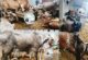 QURBANI ,Bachra / Bull / Cow / Wacha For Sale.Best QURBANI