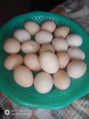 Ghar ke Fresh Andy aur Fresh Desi Ghee