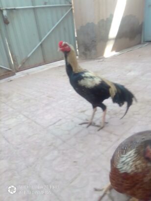 Ghar ke Fresh Andy aur Fresh Desi Ghee