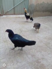 Ghar ke Fresh Andy aur Fresh Desi Ghee