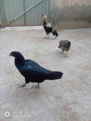 Ghar ke Fresh Andy aur Fresh Desi Ghee