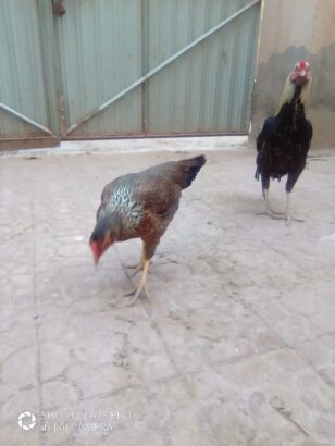 Ghar ke Fresh Andy aur Fresh Desi Ghee