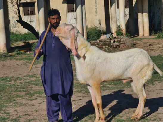 Pure Rajanpur Gulabi Breeder
