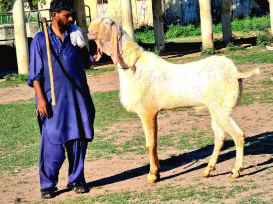 Pure Rajanpur Gulabi Breeder