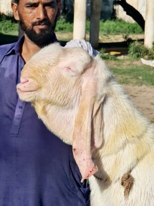 Pure Rajanpur Gulabi Breeder