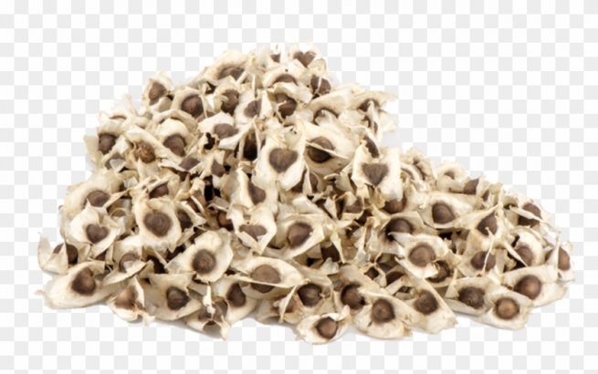 Moringa Australian Variety (MOMAX-3) (Sohanjna) Fresh Seed For Sale RS:500