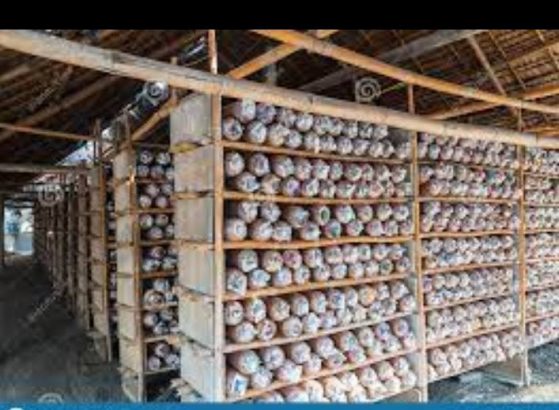 Premium quality Mushroom Spawns(Seed) Available for Sale