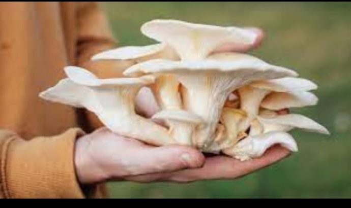 Premium quality Mushroom Spawns(Seed) Available for Sale