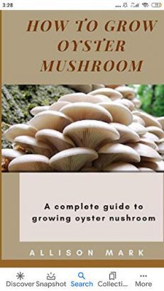 Premium quality Mushroom Spawns(Seed) Available for Sale
