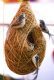 Hanging birds Nest for pet birds or decorations for home or garden