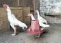 top quality white shamo chicks