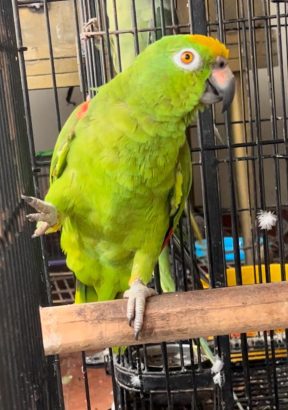 Parrot