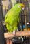 Parrot
