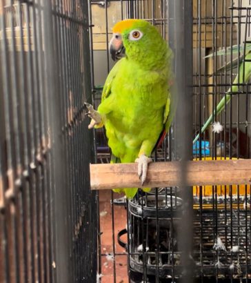 Parrot