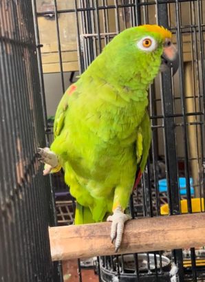 Parrot
