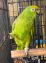 Parrot