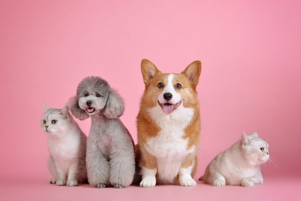 Your Pets Happy Place: Expert Care Meets Feline Grace