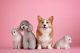 Your Pets Happy Place: Expert Care Meets Feline Grace