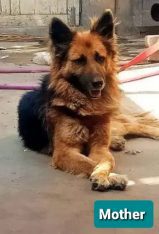 German Shepherd for Sale
