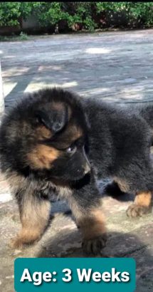 German Shepherd for Sale