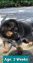 German Shepherd for Sale