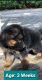 German Shepherd for Sale