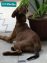 German Shepherd for Sale