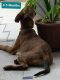 German Shepherd for Sale