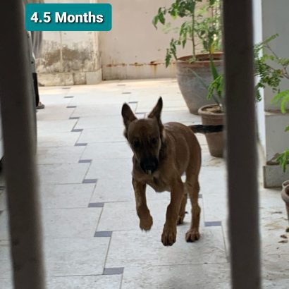 German Shepherd for Sale