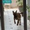 German Shepherd for Sale