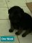 German Shepherd for Sale