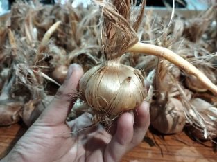 Saffron seeds bulbs | Zafran bulbs
