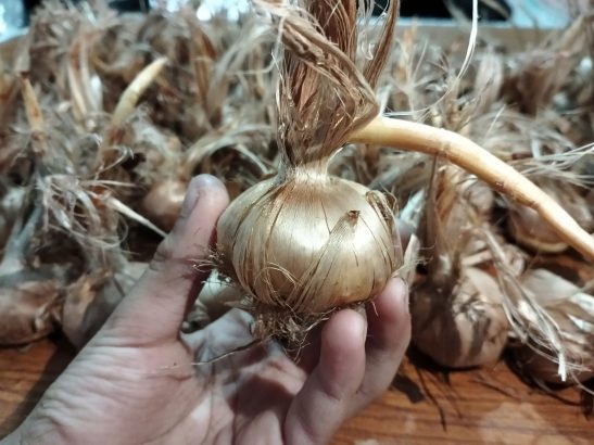 Saffron seeds bulbs | Zafran bulbs