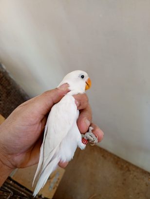 Love birds for sale at Clifton Karachi