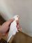 Love birds for sale at Clifton Karachi