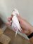 Love birds for sale at Clifton Karachi